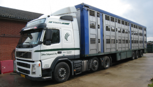 Grisetransport, Herning